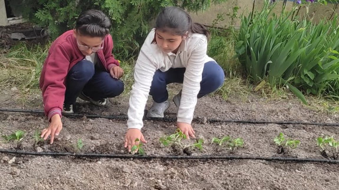 Okulumuz Bahçesinde Organik Tarım Yapıyoruz